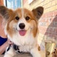 Profile image of Hudson The Fluffy Corgi