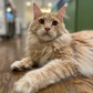 Profile image of Teddy with Thumbs