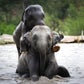Profile image of Elephant Jungle Sanctuary Thailand