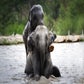 Profile image of Elephant Jungle Sanctuary Thailand
