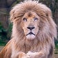 Profile image of Moto The White Lion