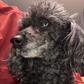 Profile image of Sky, Arizona Mini Poodle