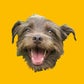Profile image of Bastian the Talking Terrier