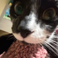 Profile image of Mudge Da Bootiful Tuckzeedoe