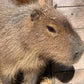 Profile image of Andy the Capybara