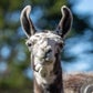 Profile image of Paco the Llama