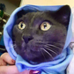 Profile image of Metallicat and Babycat