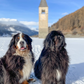 Profile image of Carl the Mountain Dog & Steve the Newfie