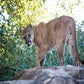 Profile image of Cougar at Houston Zoo