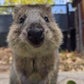 Profile image of Kinta and Lara - Quokka stars at Adelaide Zoo