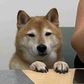 Profile image of Shiba Tommy