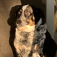 Profile image of Millie the Anxious Dog