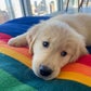 Profile image of Maggie - Golden Retriever