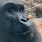 Profile image of Western Lowland Gorillas