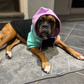 Profile image of Isis The Boxer Goddess