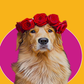 Profile image of Sunday The Golden Retriever