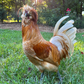 Profile image of The Little Cluckers