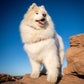 Profile image of Ryder The Samoyed