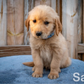Profile image of Nash the Puppy