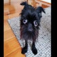 Profile image of Squid the Griff