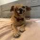 Profile image of Haddie The Pirate Dog