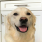 Profile image of Golden Bentley
