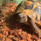 Profile image of Hermonie The Hermann Tortoise