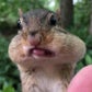 Profile image of CipmunksofTikTok