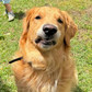 Profile image of Winston the Golden