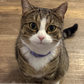 Profile image of Thomas Cat Meow