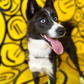 Profile image of Tux The Blue Pomsky
