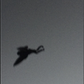 Profile image of The Mothman