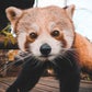 Profile image of Nam Pang the Red Panda
