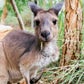 Profile image of Kangaroo