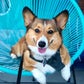 Profile image of Orso the Corgi