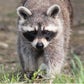Profile image of Ralph the Raccoon