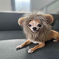 Profile image of Walter Kramer The Chi