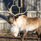Profile image of Brookfield Zoo Reindeer