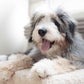Profile image of Blueberrythedoodle