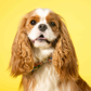 Profile image of Collins the Cavalier