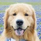 Profile image of Cooper the Golden Retriever