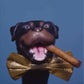 Profile image of Triumph the Insult Comic Dog