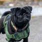 Profile image of Obie the Pug