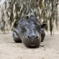 Profile image of Mars the Pygmy Hippo