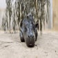 Profile image of Mars the Pygmy Hippo