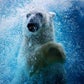 Profile image of Nora the Polar Bear