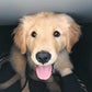 Profile image of Sawyer