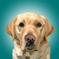 Profile image of Magnus The Therapy Dog