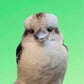 Profile image of Birds of Oz