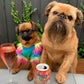 Profile image of Howard & Ned The Griffons